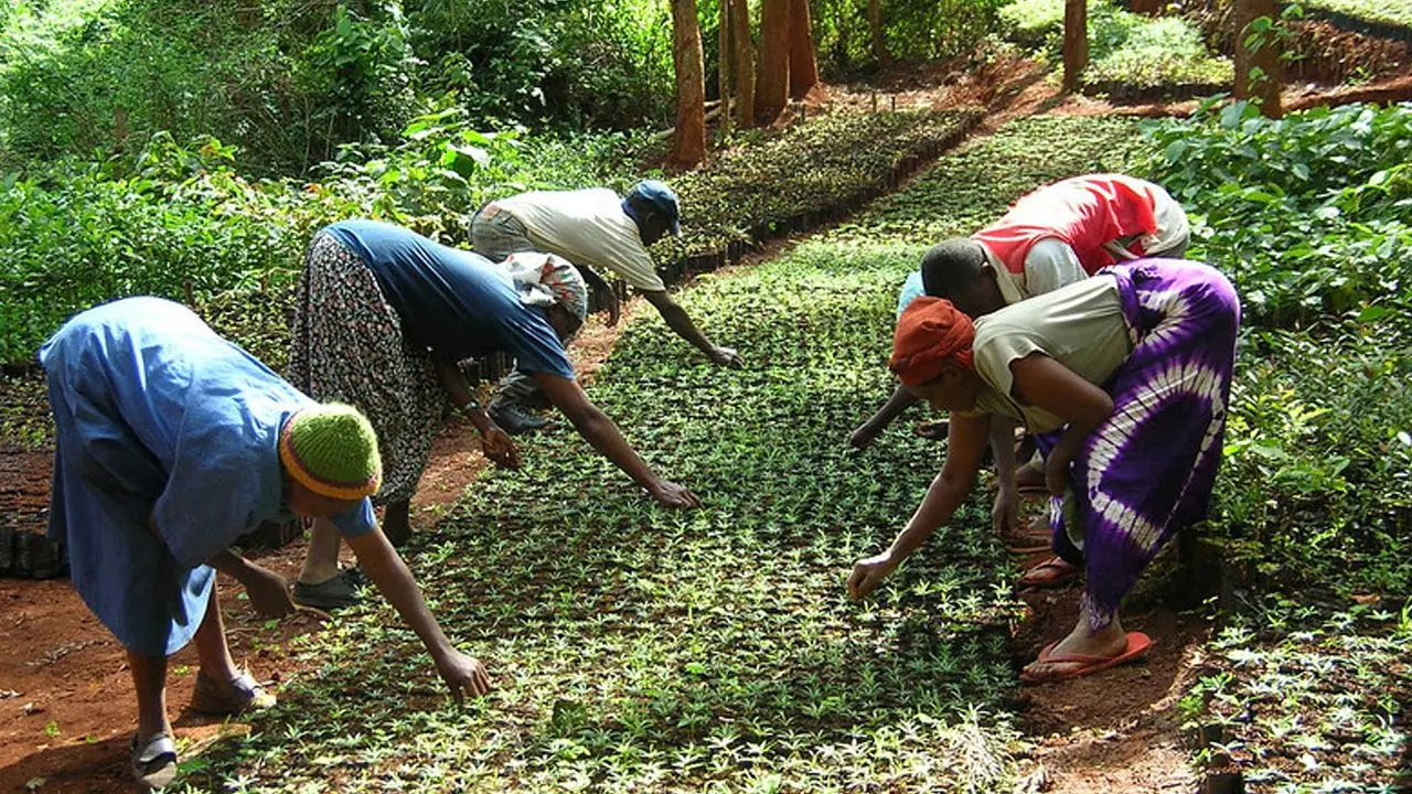 Sustainability Initiatives Around the World - Kenya’s The Green Belt Movement