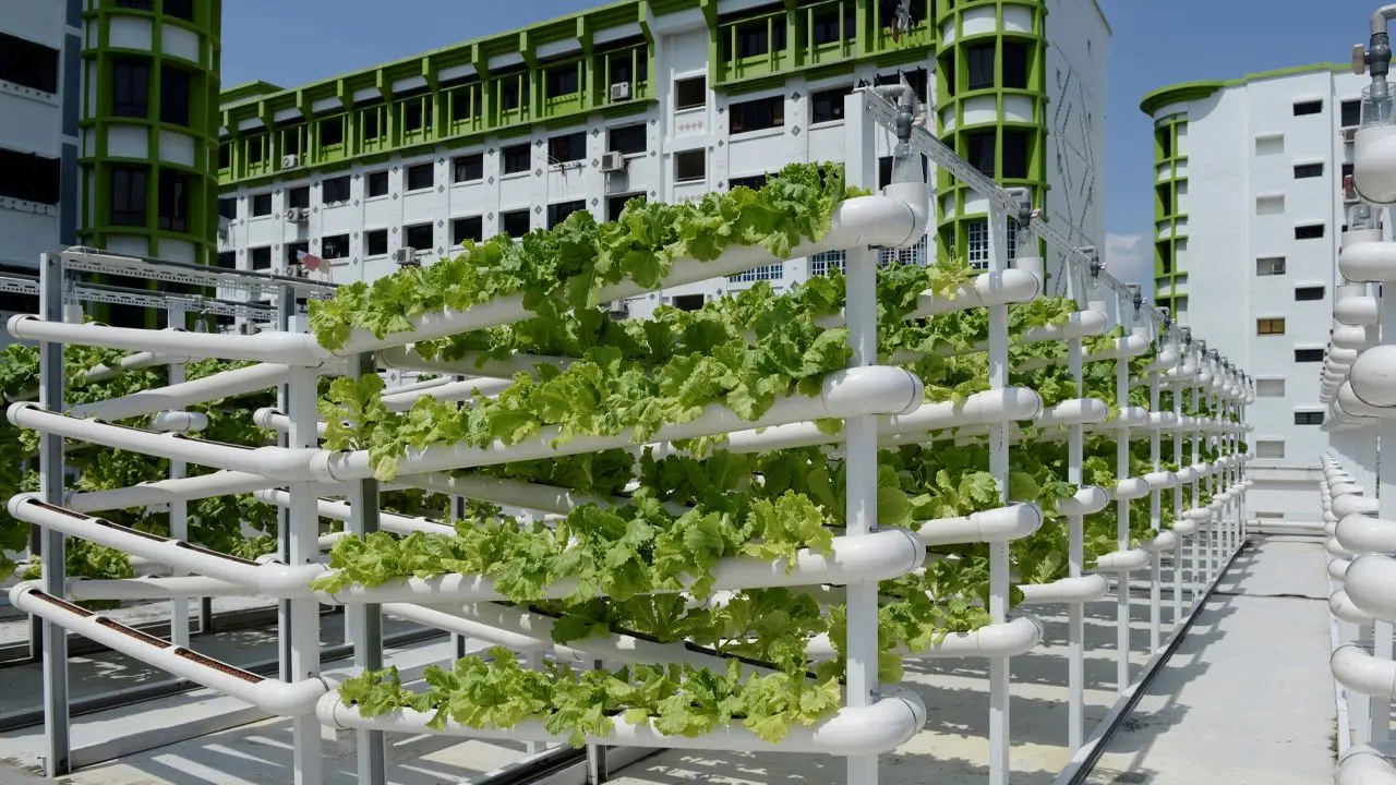 Sustainability Initiatives Around the World - Singapore’s Urban Farming